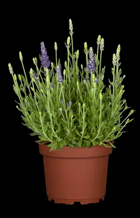 Lavandula ang. 'Dwarf Blue' - PLUG/CELGROWN 100 CEL TRAY - image 2