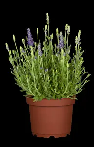 Lavandula ang. 'Dwarf Blue' - PLUG/CELGROWN 100 CEL TRAY - image 2