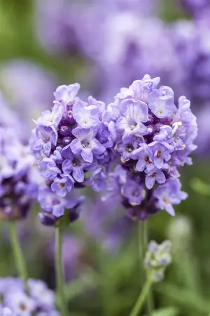 Lavandula ang. 'Ellagance Purple' - 2 Ltr pot