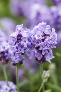 Lavandula ang. 'Ellagance Purple'