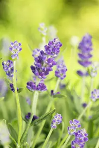 Lavandula ang. 'Essence Purple'