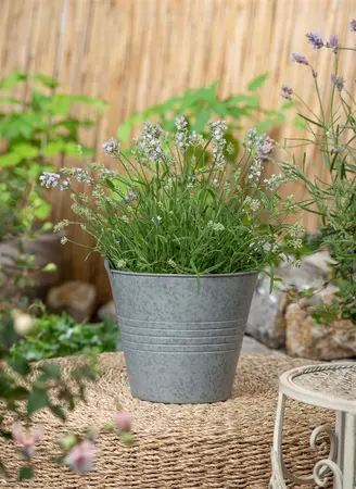Lavandula ang. 'Hidcote' - 23 cm bowl - image 3