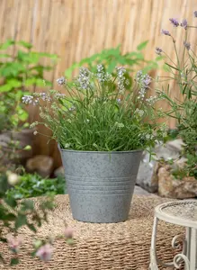 Lavandula ang. 'Hidcote' - 23 cm bowl - image 3