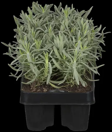 Lavandula ang. 'Hidcote' - 7.5 Ltr pot - image 3