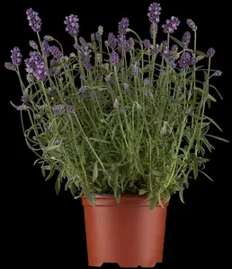 Lavandula ang. 'Hidcote' - 7.5 Ltr pot - image 2