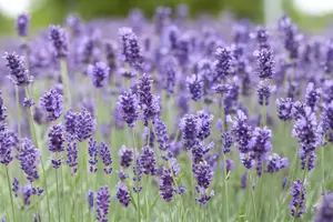 Lavandula ang. 'Hidcote' - LINERS 18 CEL TRAY P9 SIZE - image 1