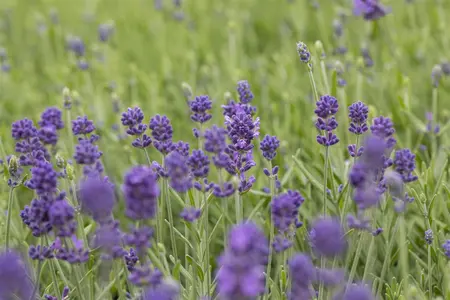 Lavandula ang. 'Hidcote' - 23 cm bowl - image 4