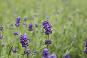 Lavandula ang. 'Hidcote' - 23 cm bowl - image 5