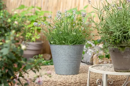 Lavandula ang. 'Hidcote' - 7.5 Ltr pot - image 5