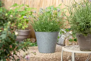 Lavandula ang. 'Hidcote' - 7.5 Ltr pot - image 5
