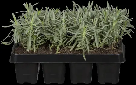 Lavandula ang. 'Hidcote' - 7.5 Ltr pot - image 4