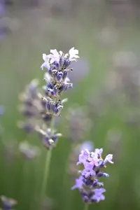 Lavandula ang. 'Munstead' - 1.5 Ltr pot - image 3