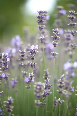 Lavandula ang. 'Munstead' - 1.5 Ltr pot - image 4