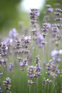 Lavandula ang. 'Munstead' - 1.5 Ltr pot - image 4