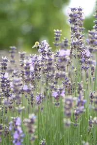Lavandula ang. 'Munstead' - 1.5 Ltr pot - image 5