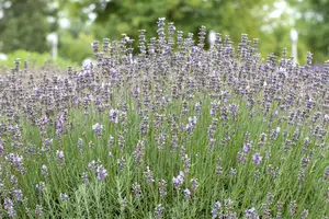Lavandula ang. 'Munstead' - 2 Ltr pot - image 2