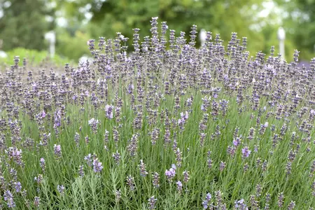 Lavandula ang. 'Munstead' - PLUG/CELGROWN 100 CEL TRAY - image 2