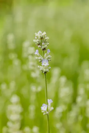 Lavandula ang. 'White Summer' - 2 Ltr pot - image 2