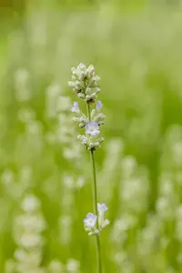 Lavandula ang. 'White Summer' - 2 Ltr pot - image 2