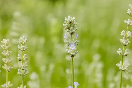 Lavandula ang. 'White Summer' - 2 Ltr pot - image 1