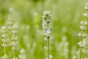Lavandula ang. 'White Summer'