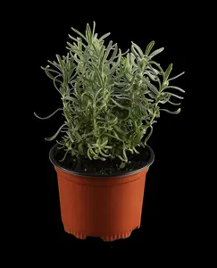 Lavandula angustifolia