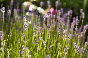 Lavandula angustifolia - 1.5 Ltr pot - image 4