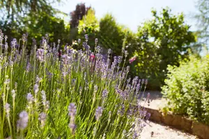 Lavandula angustifolia - 1.5 Ltr pot - image 5