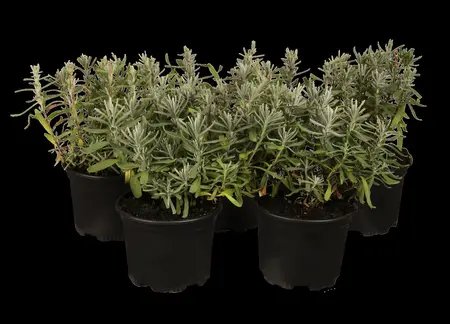 LAVANDULA angustifolia 14cm 8s - image 2