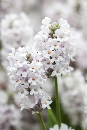 Lavandula angustifolia 'Alba' - P9 - image 1