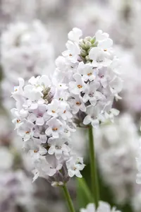 Lavandula angustifolia 'Alba' - P9 - image 3