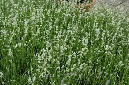 Lavandula angustifolia 'Alba' - 2 Ltr pot - image 3
