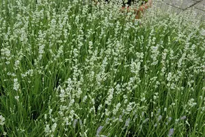 Lavandula angustifolia 'Alba' - P9 - image 3