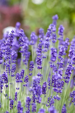 Lavandula angustifolia 'Blue Scent' - 2 Ltr pot - image 2