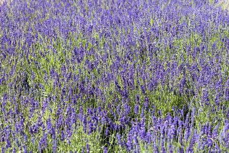Lavandula angustifolia 'Blue Scent' - 2 Ltr pot - image 1