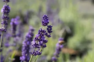 Lavandula angustifolia 'Imperial Gem' - 1.5 Ltr pot