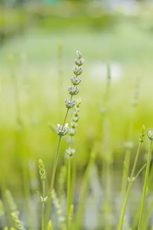 Lavandula interm. 'Edelweiss' - PLUG/CELGROWN 100 CEL TRAY - image 3