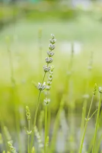 Lavandula interm. 'Edelweiss' - PLUG/CELGROWN 100 CEL TRAY - image 3
