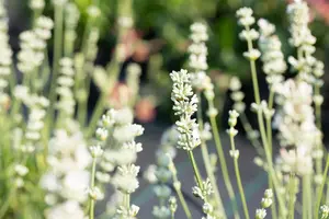 Lavandula interm. 'Edelweiss'