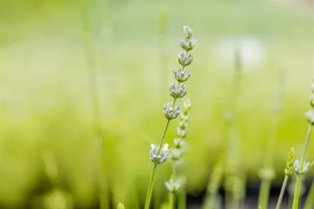 Lavandula interm. 'Edelweiss' - PLUG/CELGROWN 100 CEL TRAY - image 2