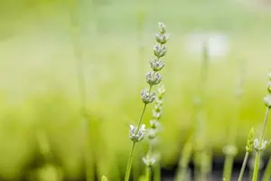 Lavandula interm. 'Edelweiss' - PLUG/CELGROWN 100 CEL TRAY - image 2