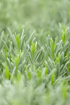 Lavandula interm. 'Grappenhall' - 1.5 Ltr pot - image 4