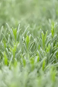 Lavandula interm. 'Grappenhall' - 1.5 Ltr pot - image 4