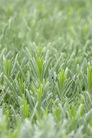Lavandula interm. 'Grappenhall' - 1.5 Ltr pot - image 5