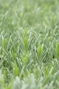 Lavandula interm. 'Grappenhall' - 1.5 Ltr pot - image 5