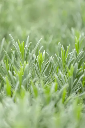 Lavandula interm. 'Grappenhall' - PLUG/CELGROWN 100 CEL TRAY - image 4