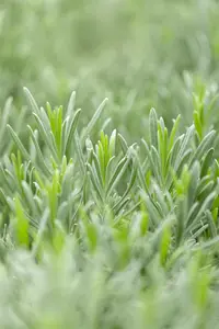 Lavandula interm. 'Grappenhall' - PLUG/CELGROWN 100 CEL TRAY - image 4