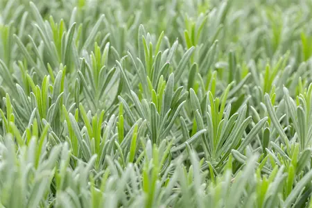 Lavandula interm. 'Grappenhall' - 1.5 Ltr pot - image 3