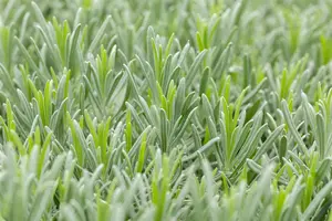 Lavandula interm. 'Grappenhall' - 1.5 Ltr pot - image 3