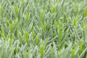Lavandula interm. 'Grappenhall' - PLUG/CELGROWN 100 CEL TRAY - image 3